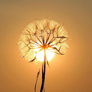 dandelion, sun, backlighting, silhouette, beautiful flowers, flower, seeds, orange sun, sunset, flower background, nature, flower wallpaper, dusk, twilight, orange sky
